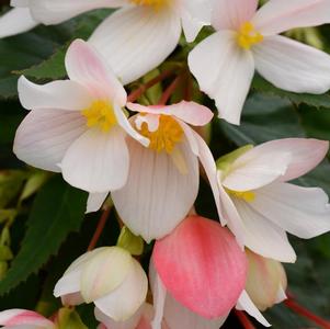 Begonia boliviensis 'Marshmallow'