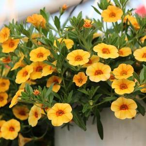 Calibrachoa hybrida 'Callie Gold with Red Eye'