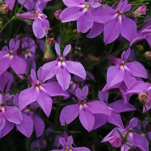 Lobelia erinus 'Magadi Compact Purple'