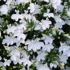 Lobelia erinus 'Magadi Compact White'