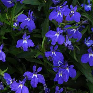 Lobelia erinus 'Magadi Blue'