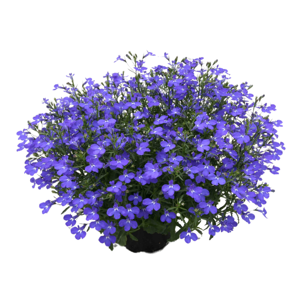 Lobelia erinus 'Magadi Dark Blue'