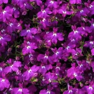 Lobelia erinus 'Magadi Electric Purple'