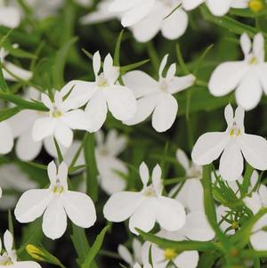 Lobelia erinus 'Magadi White'