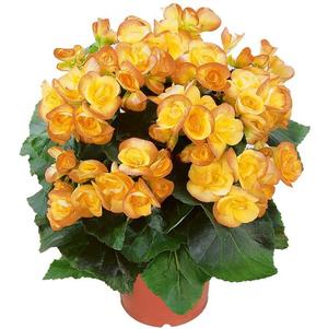 Begonia hiemalis 'Eva'