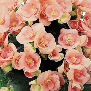 Begonia hiemalis 'Nelly'