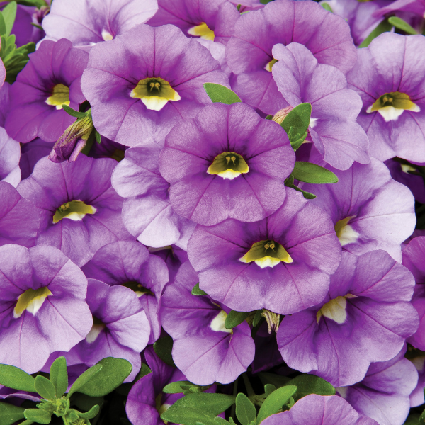 Calibrachoa hybrida 'Callie Light Blue'