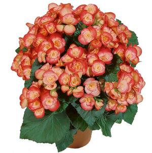 Begonia hiemalis 'Peggy'