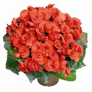 Begonia hiemalis 'Veronica'