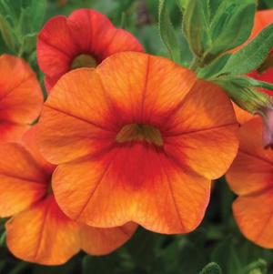 Calibrachoa hybrida 'Callie Orange'