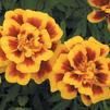 Marigold tagetes patula 'Safari Yellow Fire'