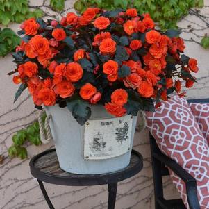 Begonia hiemalis 'Oh So Orange'