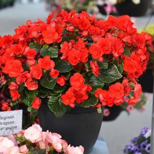 Begonia hiemalis 'Valentine Red'