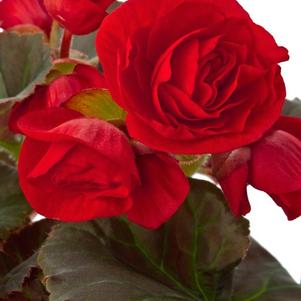 Begonia elatior 'Solenia Red Imp'