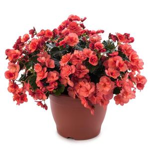 Begonia elatior 'Solenia Salmon Coral'