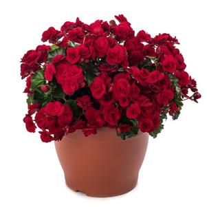 Begonia elatior 'Solenia Velvet Red'