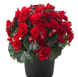 Begonia elatior 'Vermilion Red'