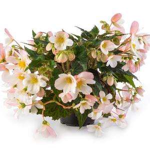 Begonia boliviensis 'Waterfalls Angel Soft Pink'