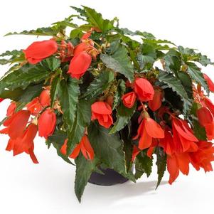 Begonia boliviensis 'Waterfalls Encanto Orange Imp'