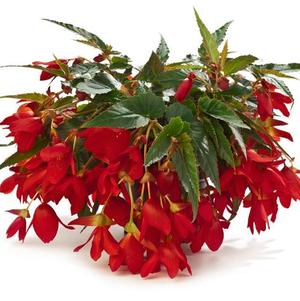Begonia boliviensis 'Waterfalls Encanto Red'