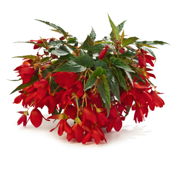 Begonia boliviensis 'Waterfalls Encanto Red'