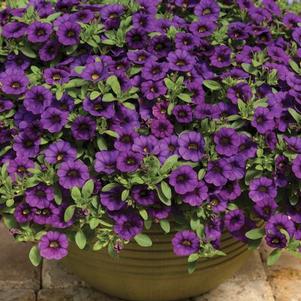 Calibrachoa hybrida 'Callie Purple Imp'