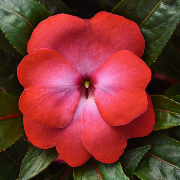 New Guinea impatiens hawkerii 'Color Power Cerise Frost'