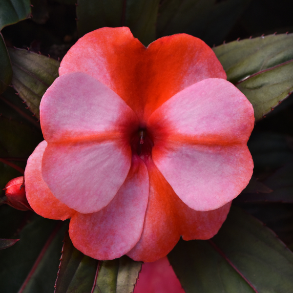 New Guinea impatiens hawkerii 'Color Power Coral Flame'