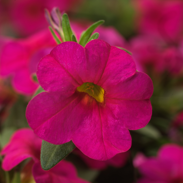 Calibrachoa hybrida 'Callie Rose'