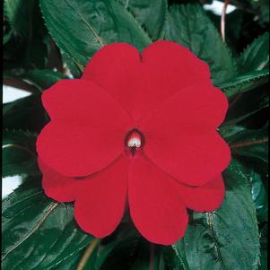 New Guinea impatiens hawkerii 'Color Power Dark Red'