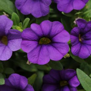 Calibrachoa hybrida 'Minifamous Neo Blue'