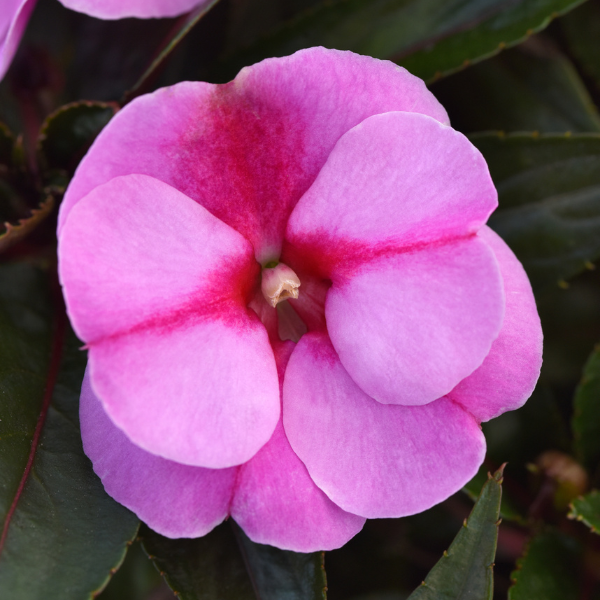 New Guinea impatiens hawkerii 'Color Power Lavender Flame'