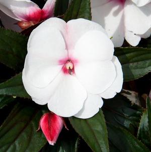 New Guinea impatiens hawkerii 'Color Power Light Pink with Eye'