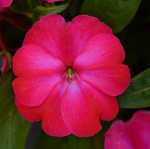 New Guinea impatiens hawkerii 'Color Power Magenta Frost'