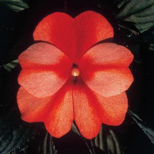 New Guinea impatiens hawkerii 'Color Power Orange Flame'