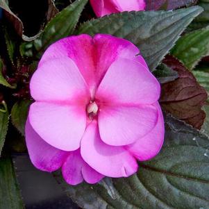 New Guinea impatiens hawkerii 'Color Power Orchid Flame'