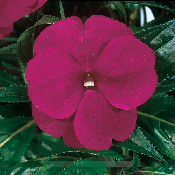 New Guinea impatiens hawkerii 'Color Power Purple Blue'