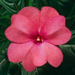 New Guinea impatiens hawkerii 'Color Power Rose'