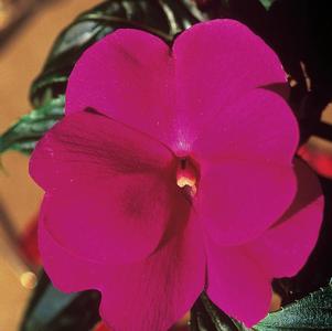 New Guinea impatiens hawkerii 'Color Power Violet'