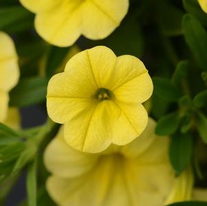 Calibrachoa hybrida 'Minifamous Neo Deep Yellow'