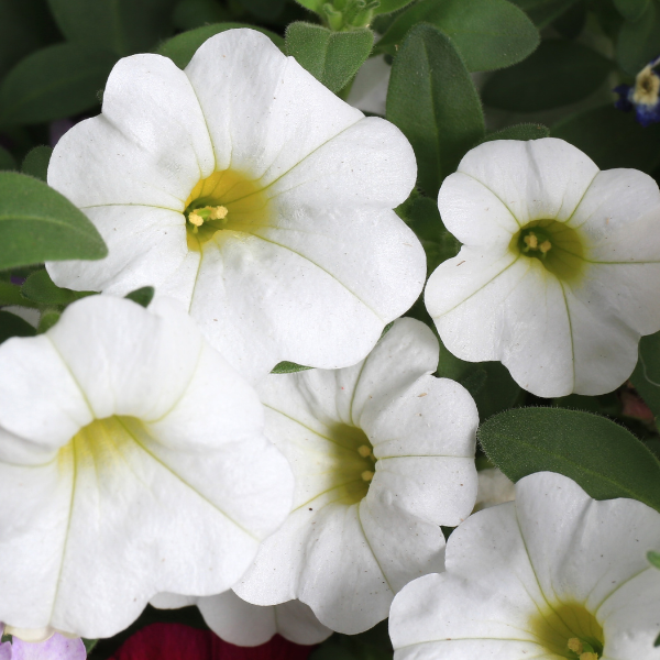 Calibrachoa hybrida 'Callie White'