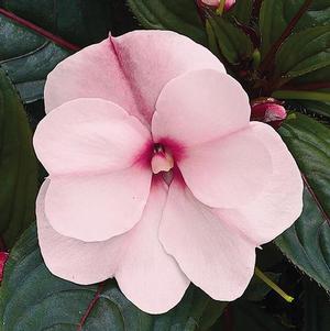 New Guinea impatiens hawkerii 'Paradise Select Blush White'