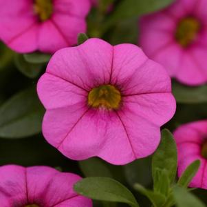 Calibrachoa hybrida 'Minifamous Neo Pink'