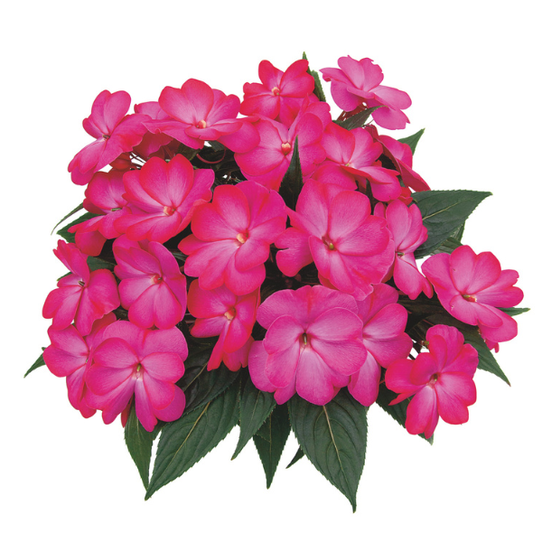 New Guinea impatiens hawkerii 'Paradise Bright Pink'