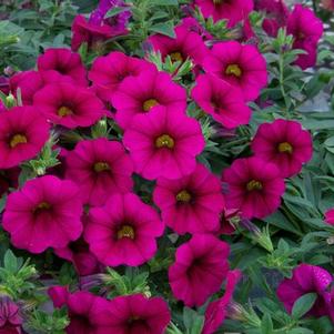 Calibrachoa hybrida 'Minifamous Neo Purple'