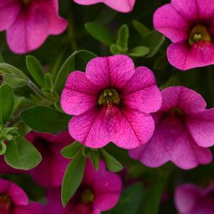 Calibrachoa hybrida 'Minifamous Neo Rose'
