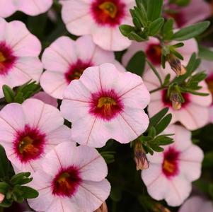 Calibrachoa hybrida 'Minifamous Neo Salmon w/ Eye'