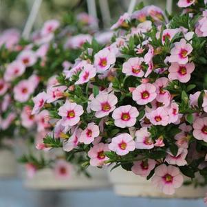 Calibrachoa hybrida 'Callie White with Rose Vein'