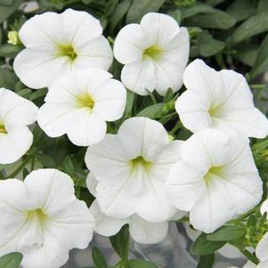 Calibrachoa hybrida 'Minifamous Neo White'