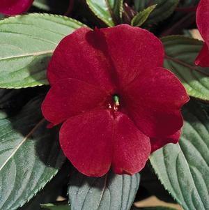 New Guinea impatiens hawkerii 'Paradise Cherry Red'